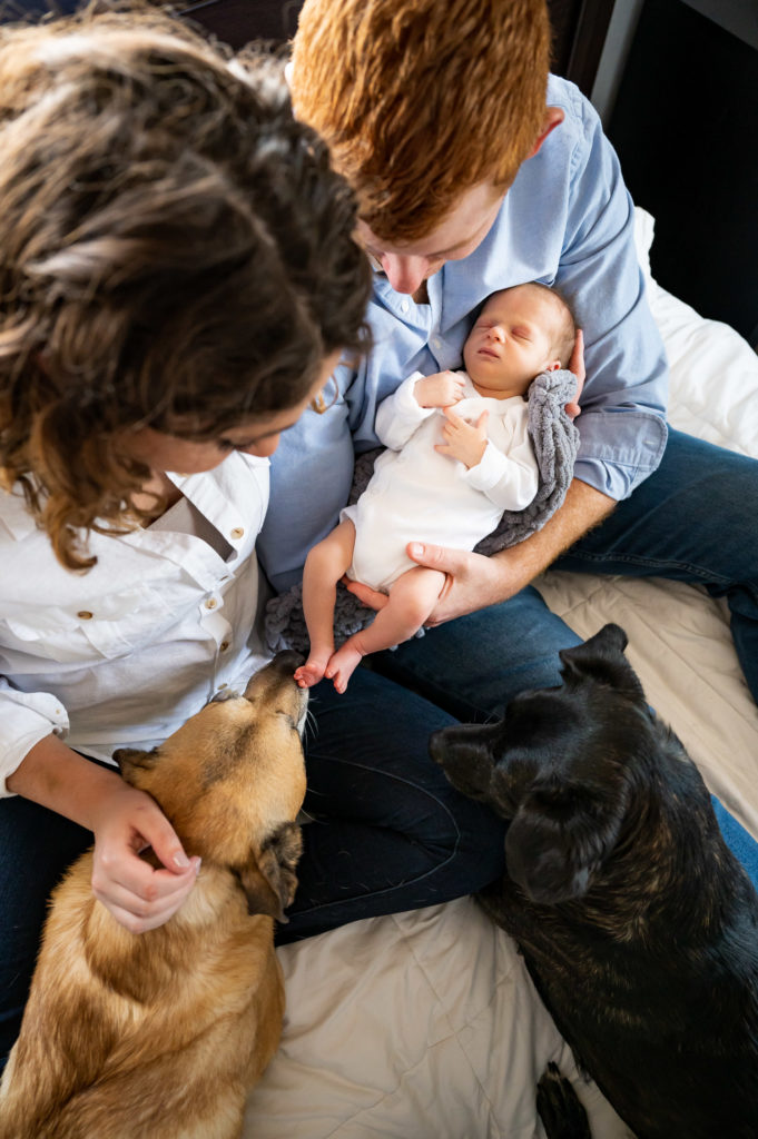 2 dogs sniffing baby feet while parents hold him